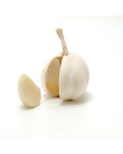 Normal Garlic