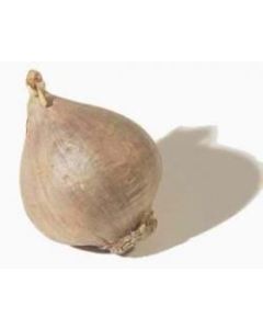 DAC Male (Macho) Garlic